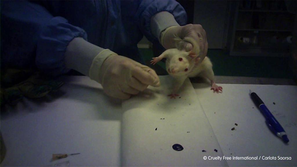Una de las imágenes captadas por la infiltrada que muestra los malos tratos a los animales del laboratorio.