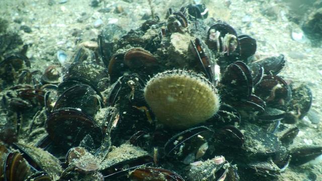 A lo largo del mes de abril habrá jornadas virtuales y visitas al Puerto de Vigo para escolares y profesionales.