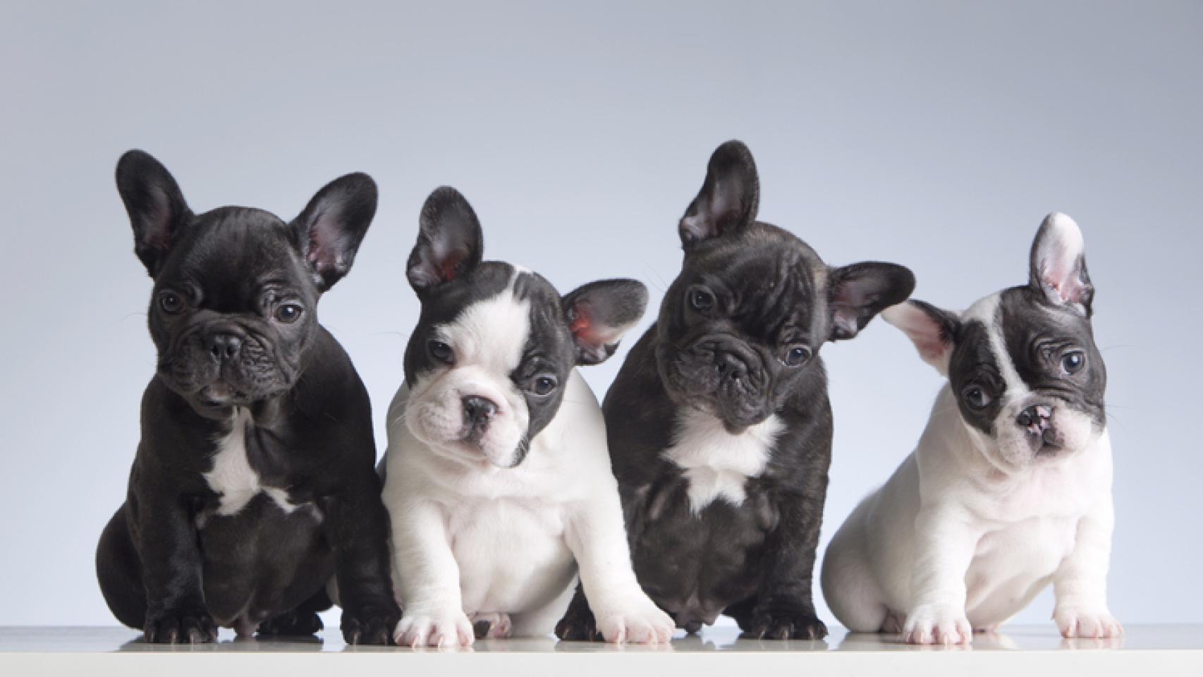 ¿Cuánto suelen vivir los perros según la raza?