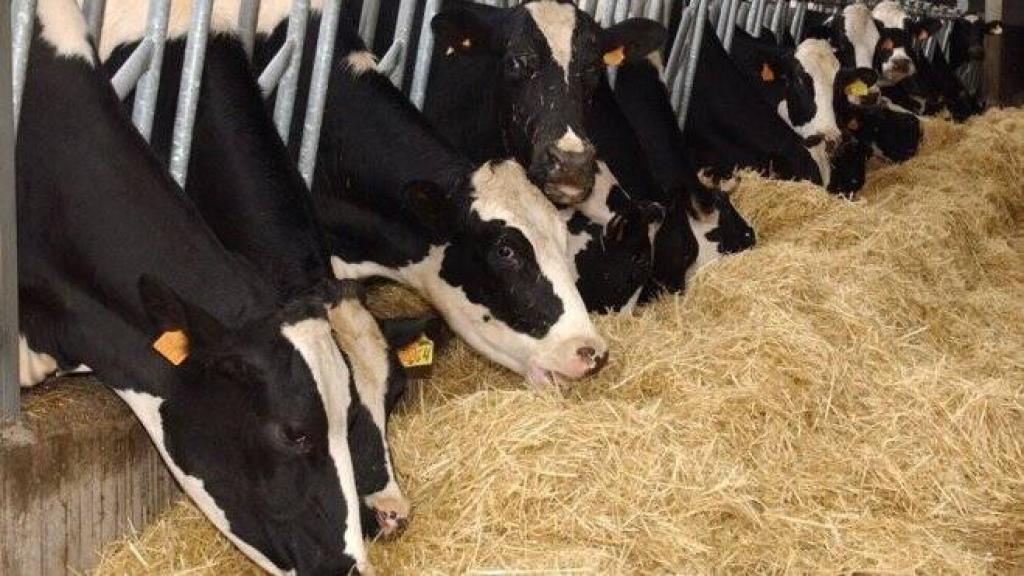 Vacas en una explotación ganadera.