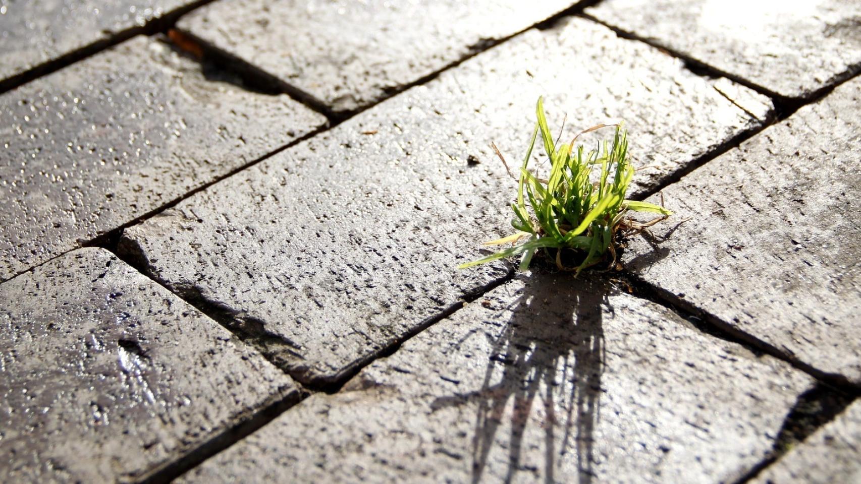 Un poco de hierba crece entre adoquines en una calle.