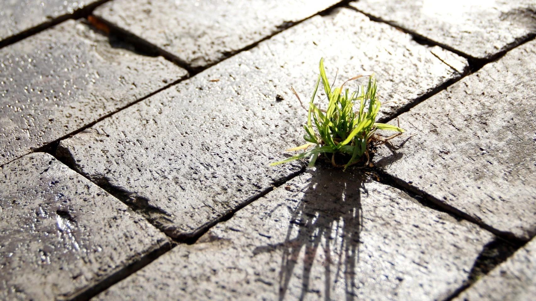 Un poco de hierba crece entre adoquines en una calle.