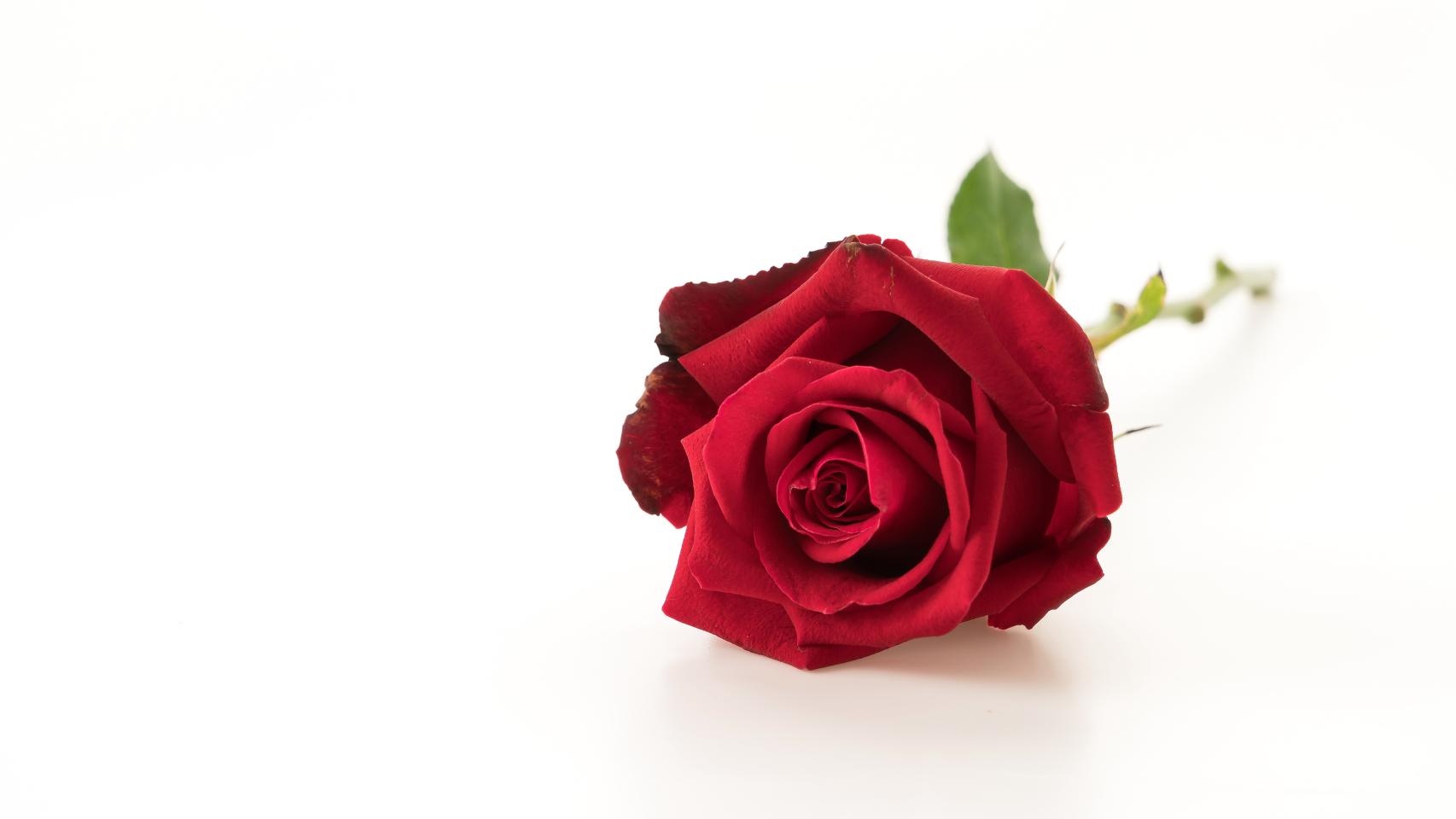 Cómo hacer que las rosas no se marchiten