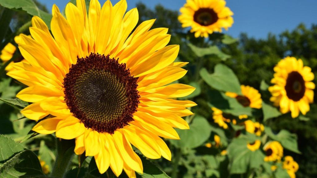 Girasol