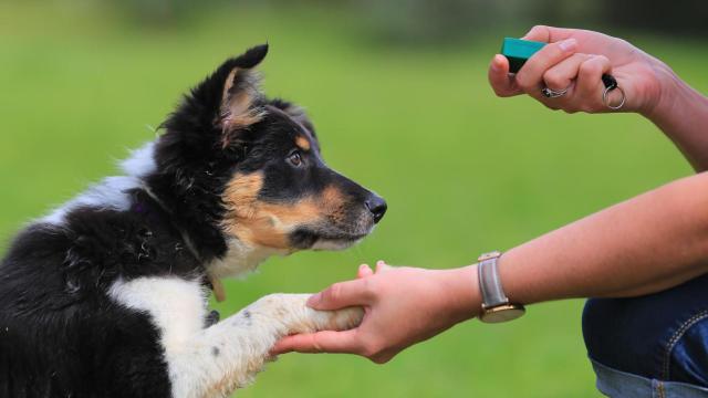 Educación, adiestramiento y problemas de conducta animal