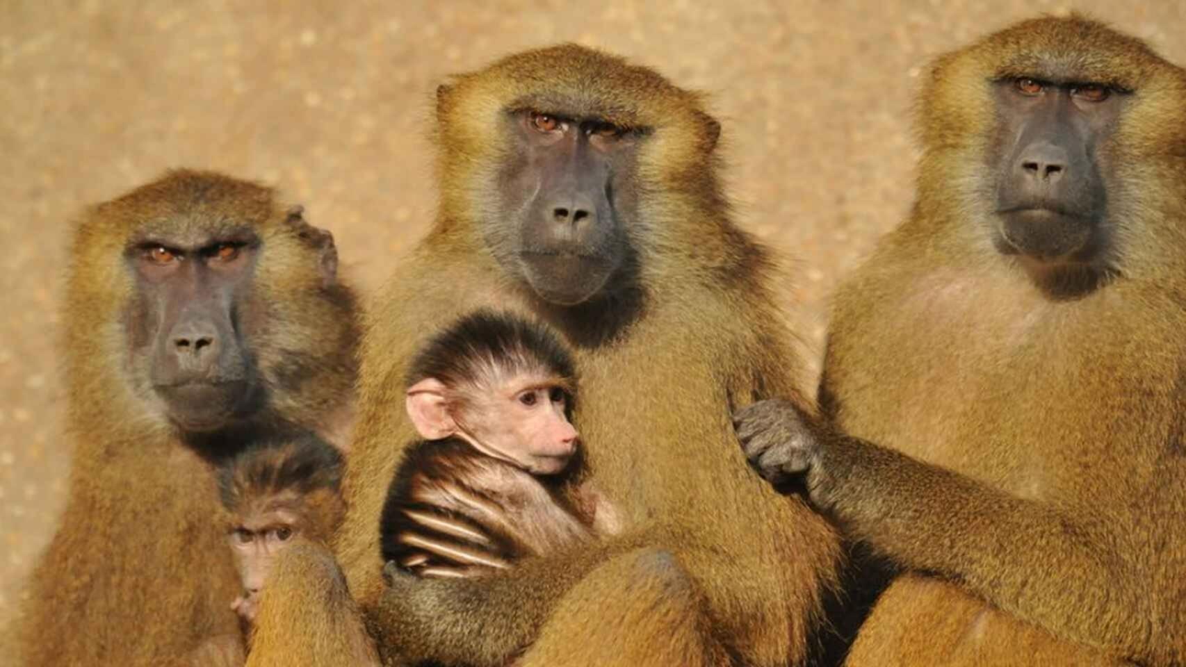 Un grupo de babuinos.