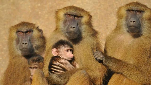Un grupo de babuinos.
