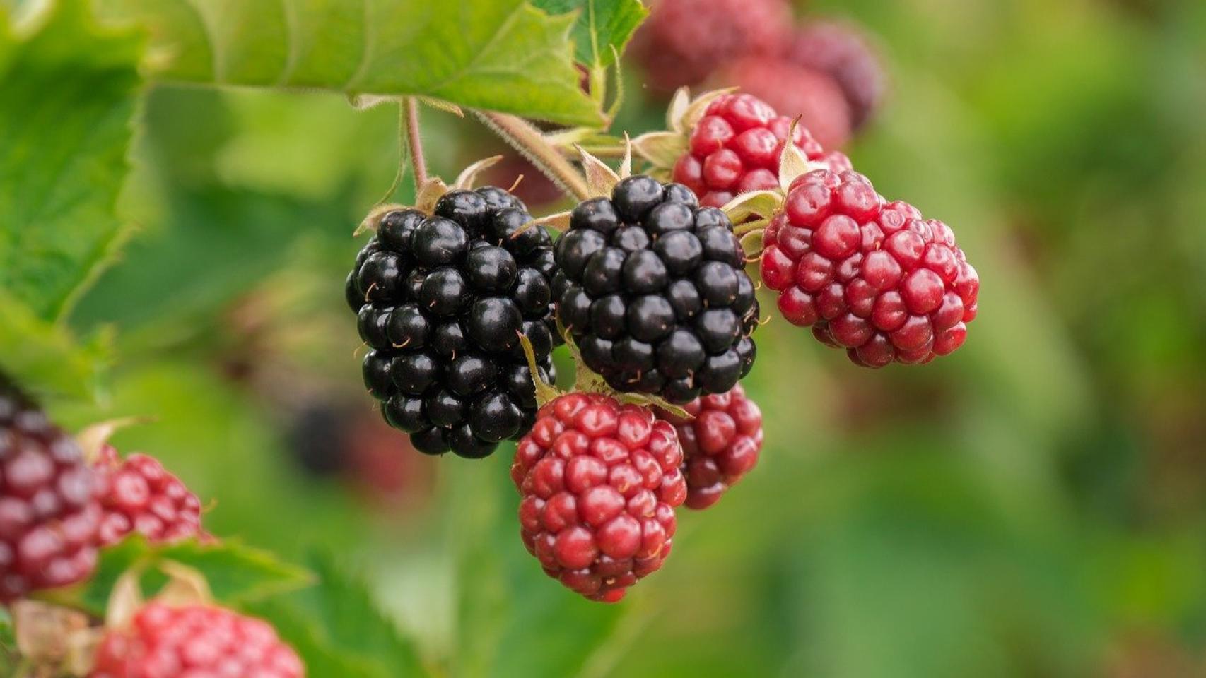 Moras.