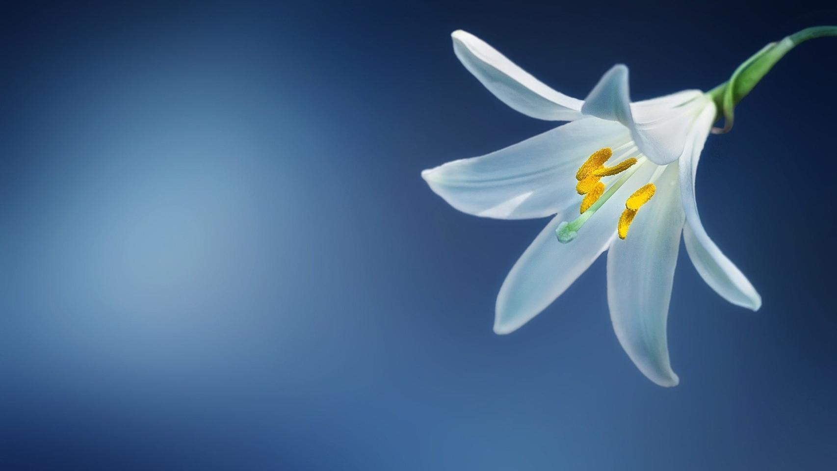 Cómo y cuándo regar las plantas en primavera
