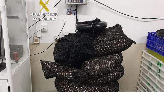 La Guardia Civil incauta 203,2 kilos de berberecho y almeja en Muros (A Coruña)