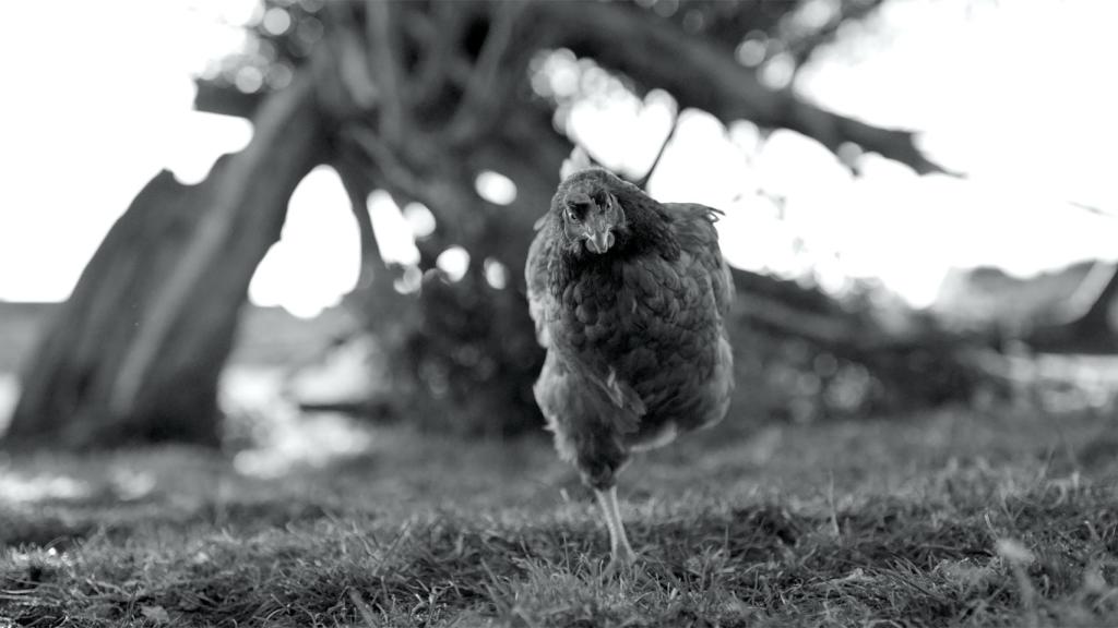 Fotograma de 'Gunda'.