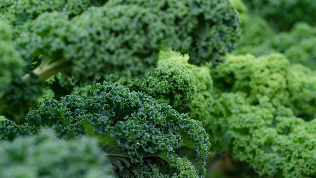 Kale.