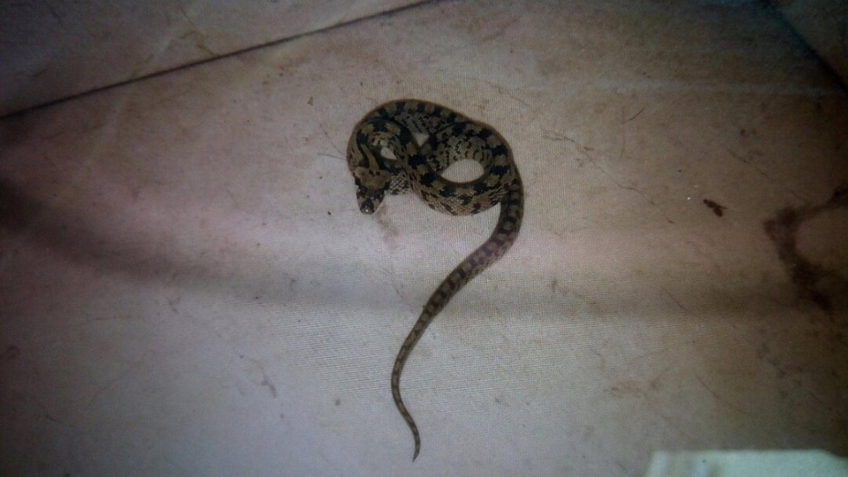 Una de las serpientes capturadas en viviendas.