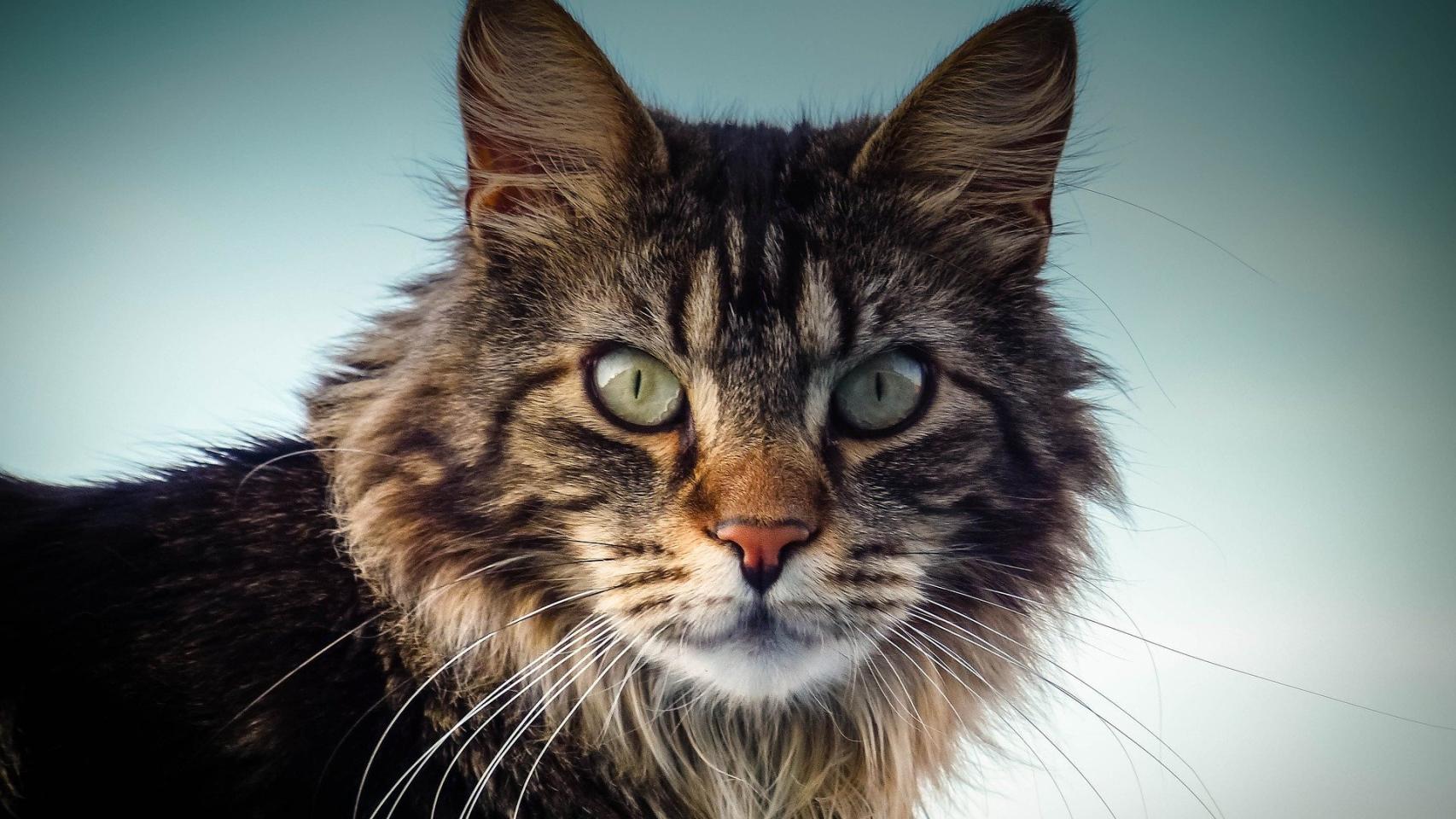 Estas son las razas de gatos que parecen leones