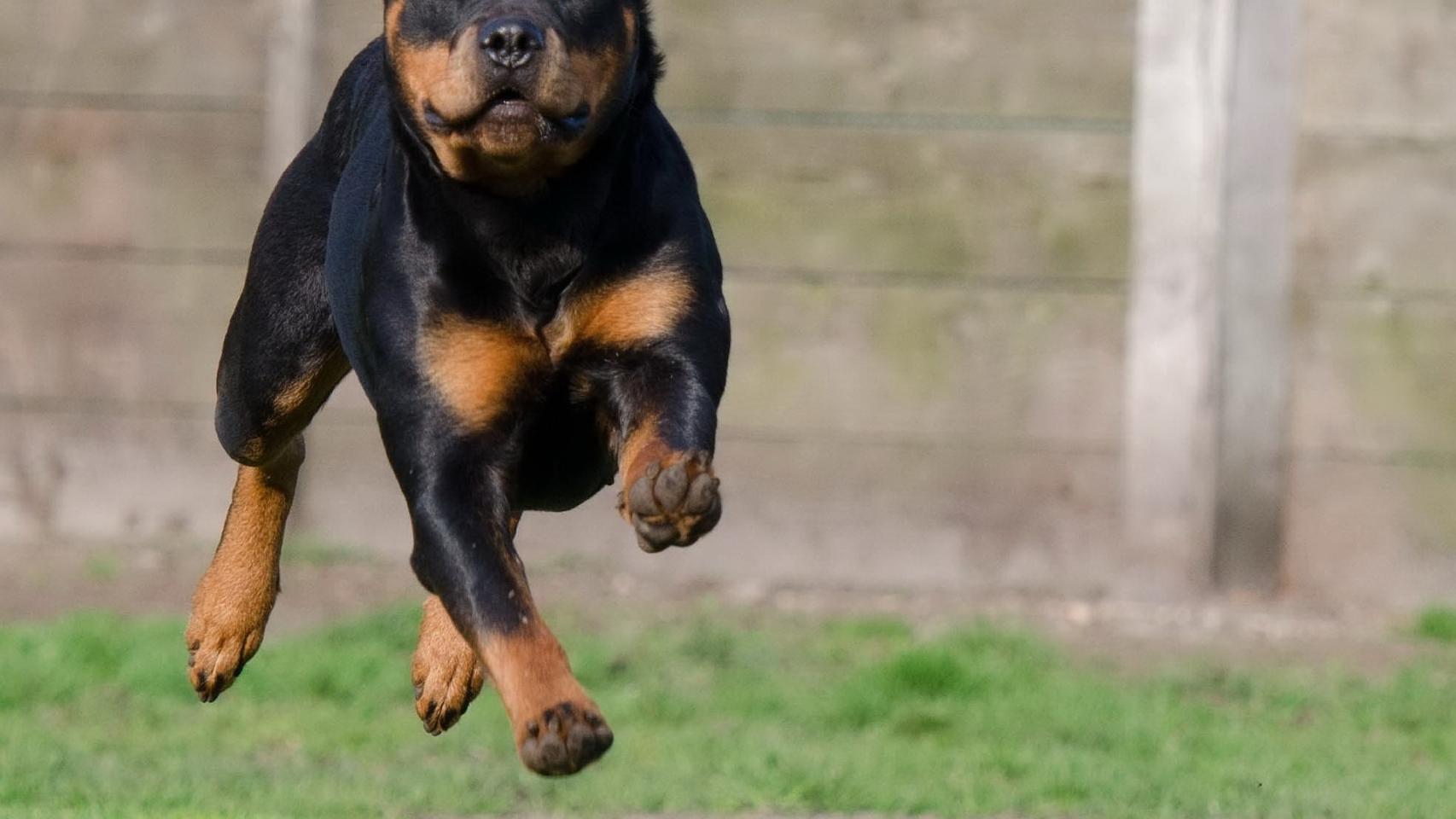 ¿Por qué mi perro está muy inquieto?