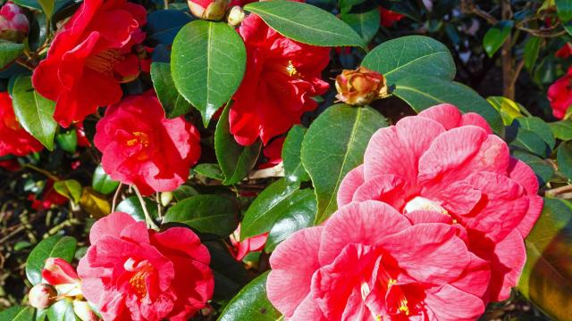 Cómo cuidar una camelia: trucos y consejos