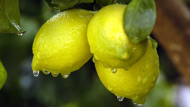 Limones en un campo.