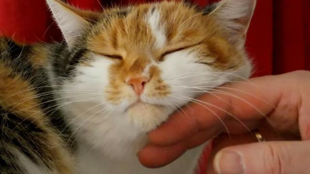Cómo llevarse bien con un gato