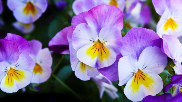 Cómo cuidar flores de pensamientos: trucos básicos