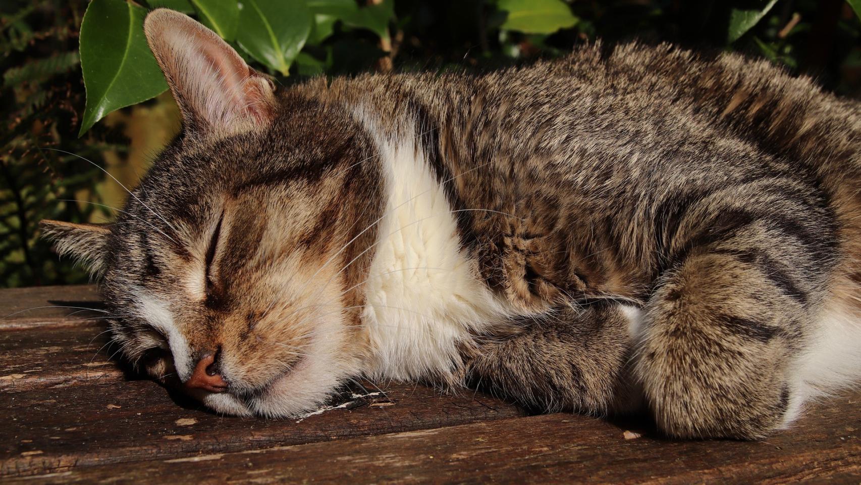 ¿Cómo dormir a un gato por la noche?