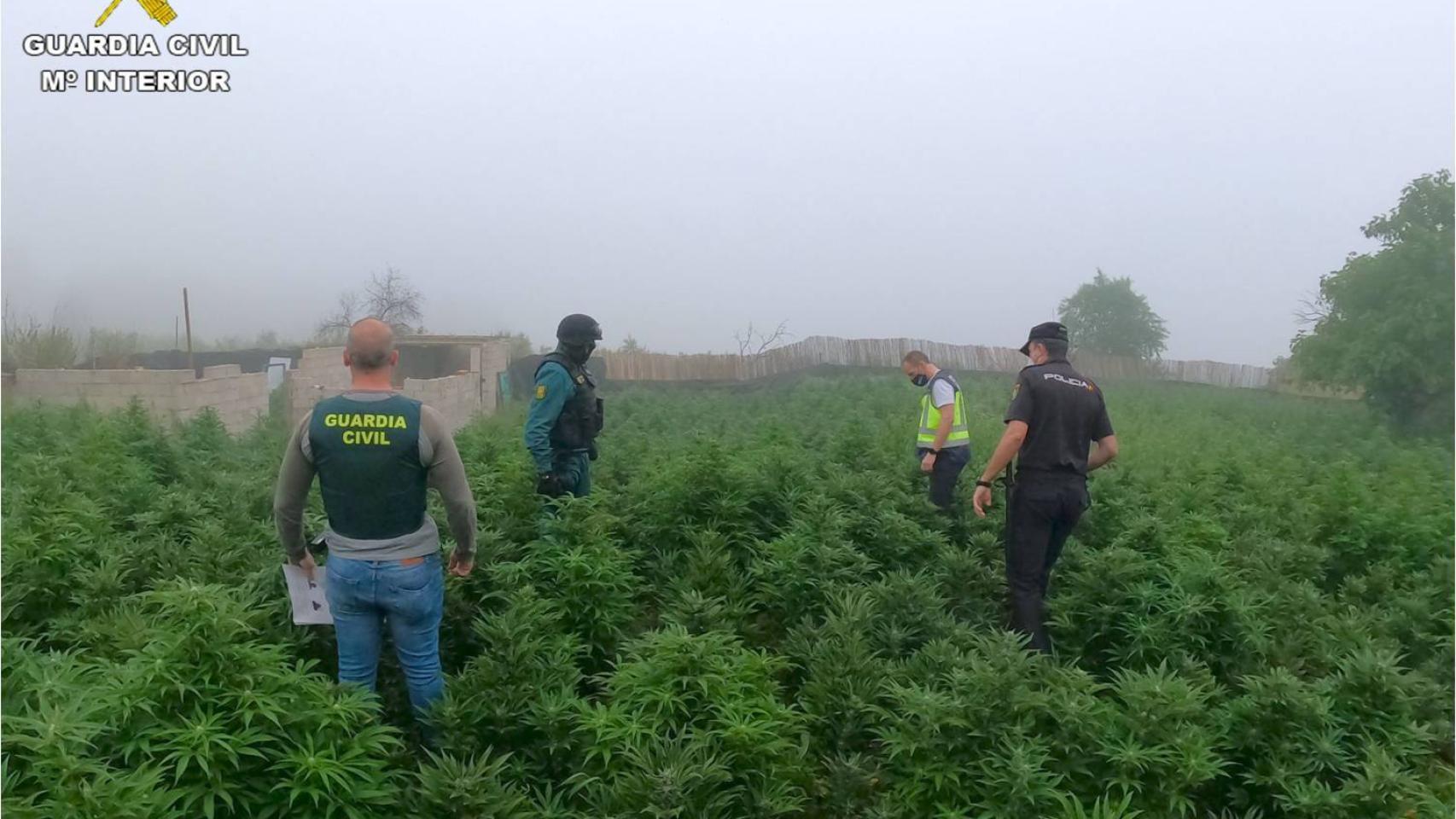 Una de las cuatro plantaciones localizadas en casas de campo.
