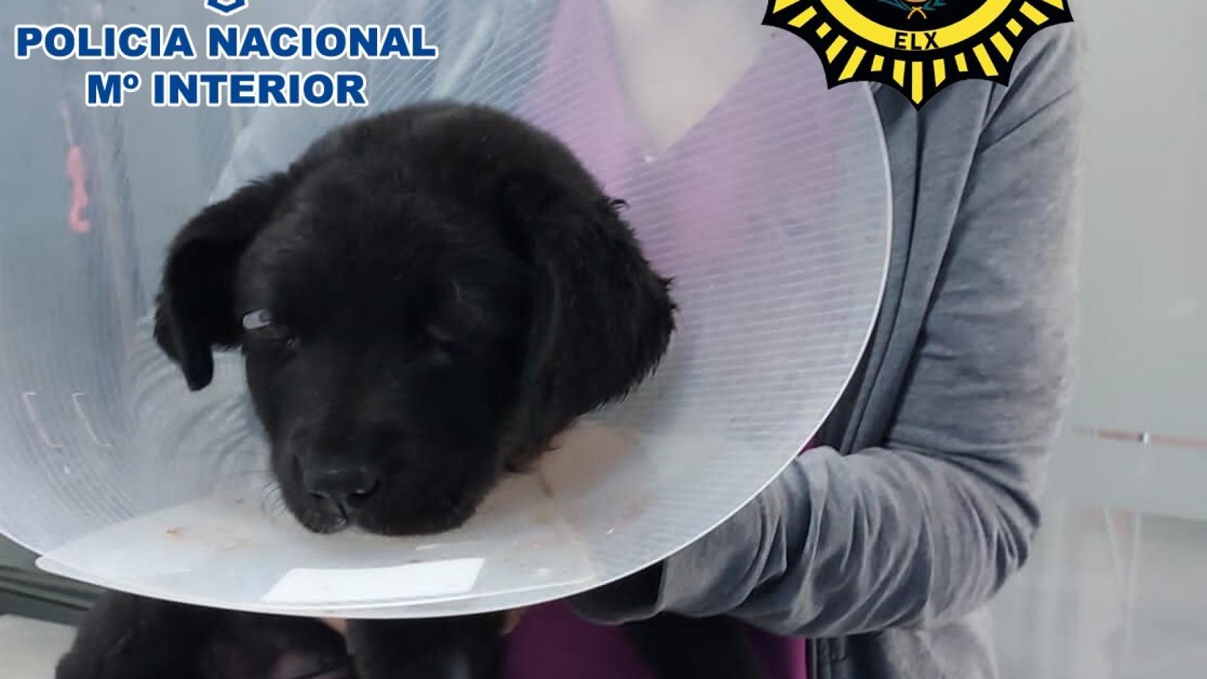 Foto del cachorro, de solo tres meses.