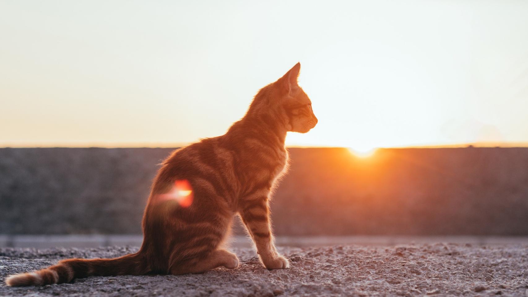 ¿Por qué a los gatos les gusta el sol?