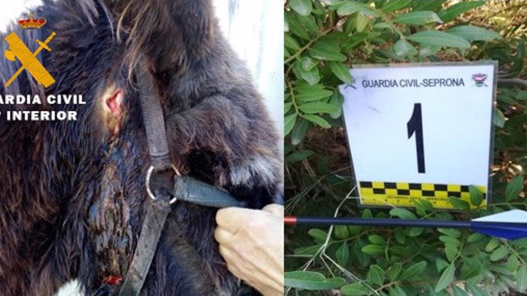 Investigado un menor por matar a un burro y herir a otro en Albacete