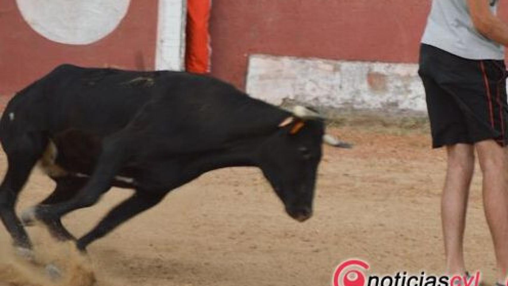 capea fiestas toro