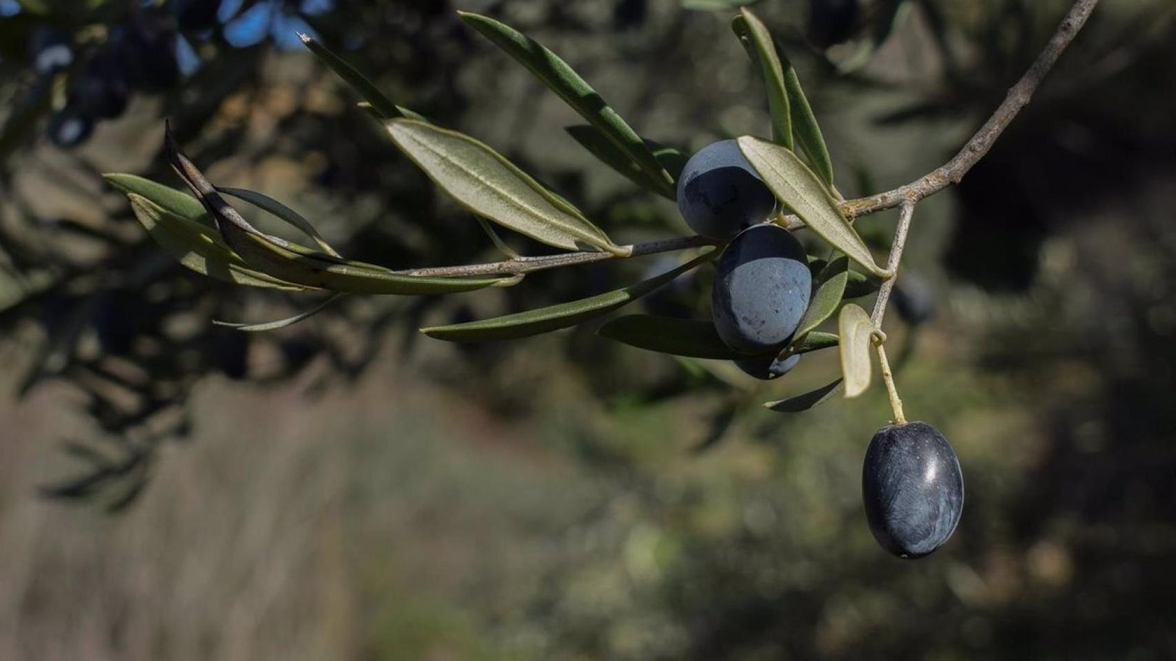 Aceituna negra