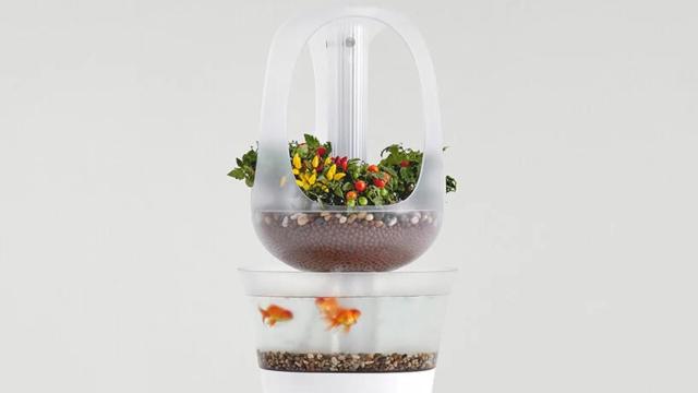 Eva, una pecera que permite criar verduras en casa.