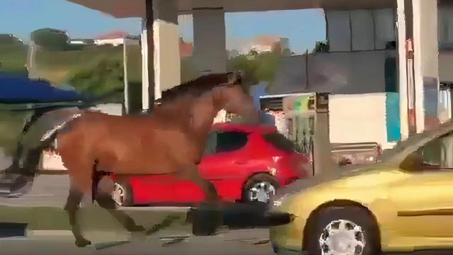 El caballo que cabalgó esta mañana por Alfonso Molina, en A Coruña.