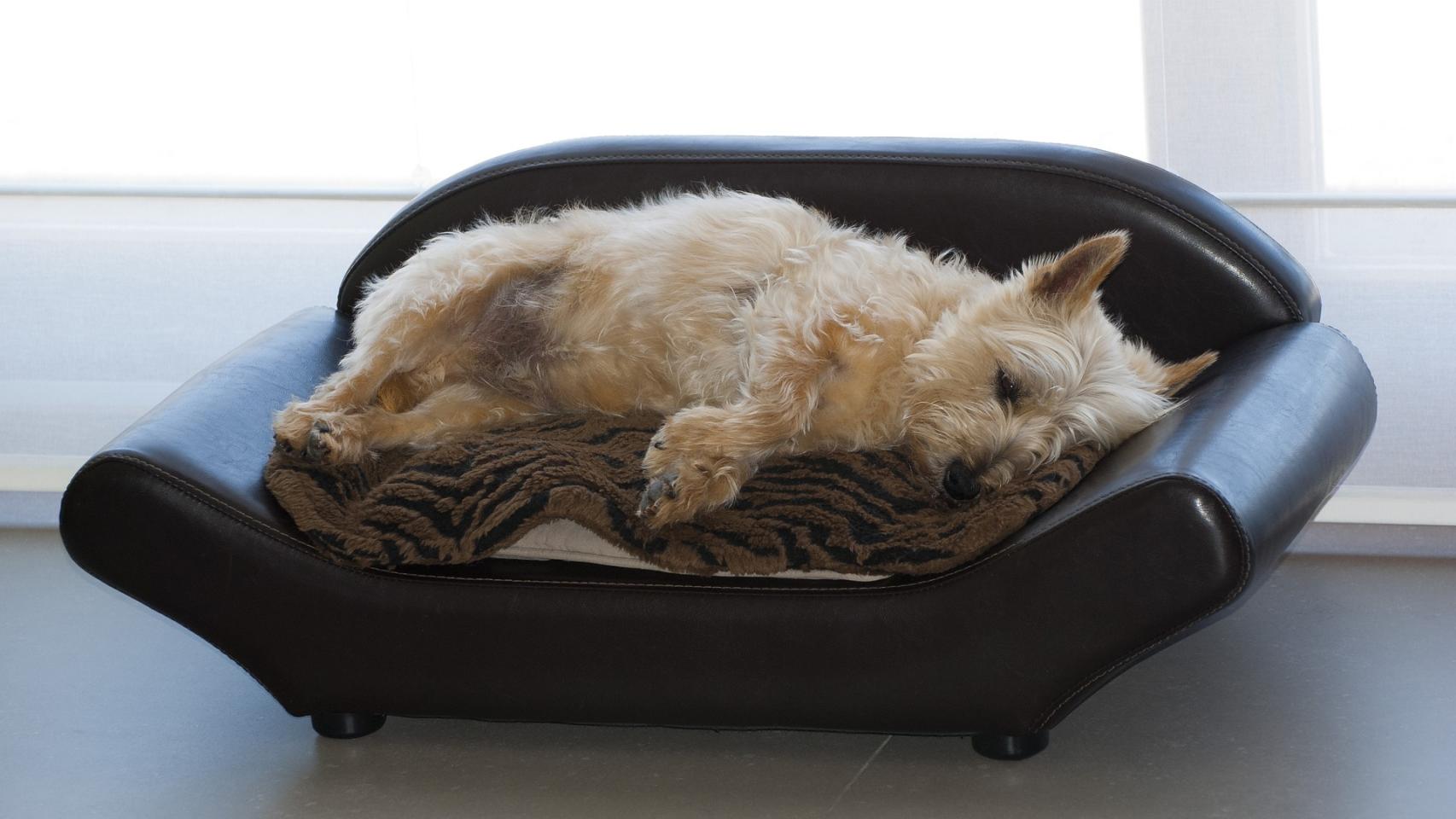 ¿Qué hacer si mi perro tiene miedo a los cohetes?