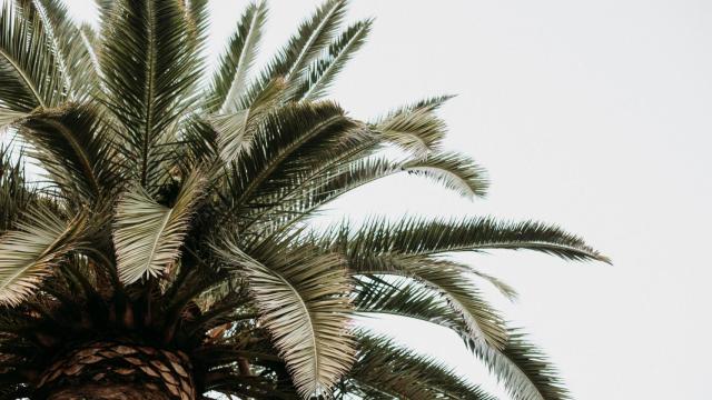 Cómo cuidar una palmera correctamente