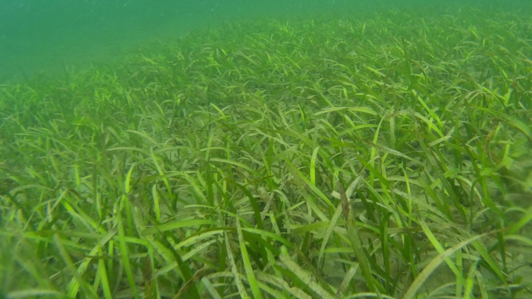 Pastos marinos de Colombia. FOTO: IMEDEA