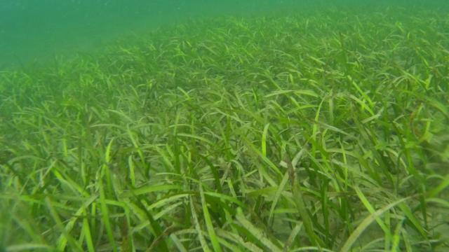 Pastos marinos de Colombia. FOTO: IMEDEA