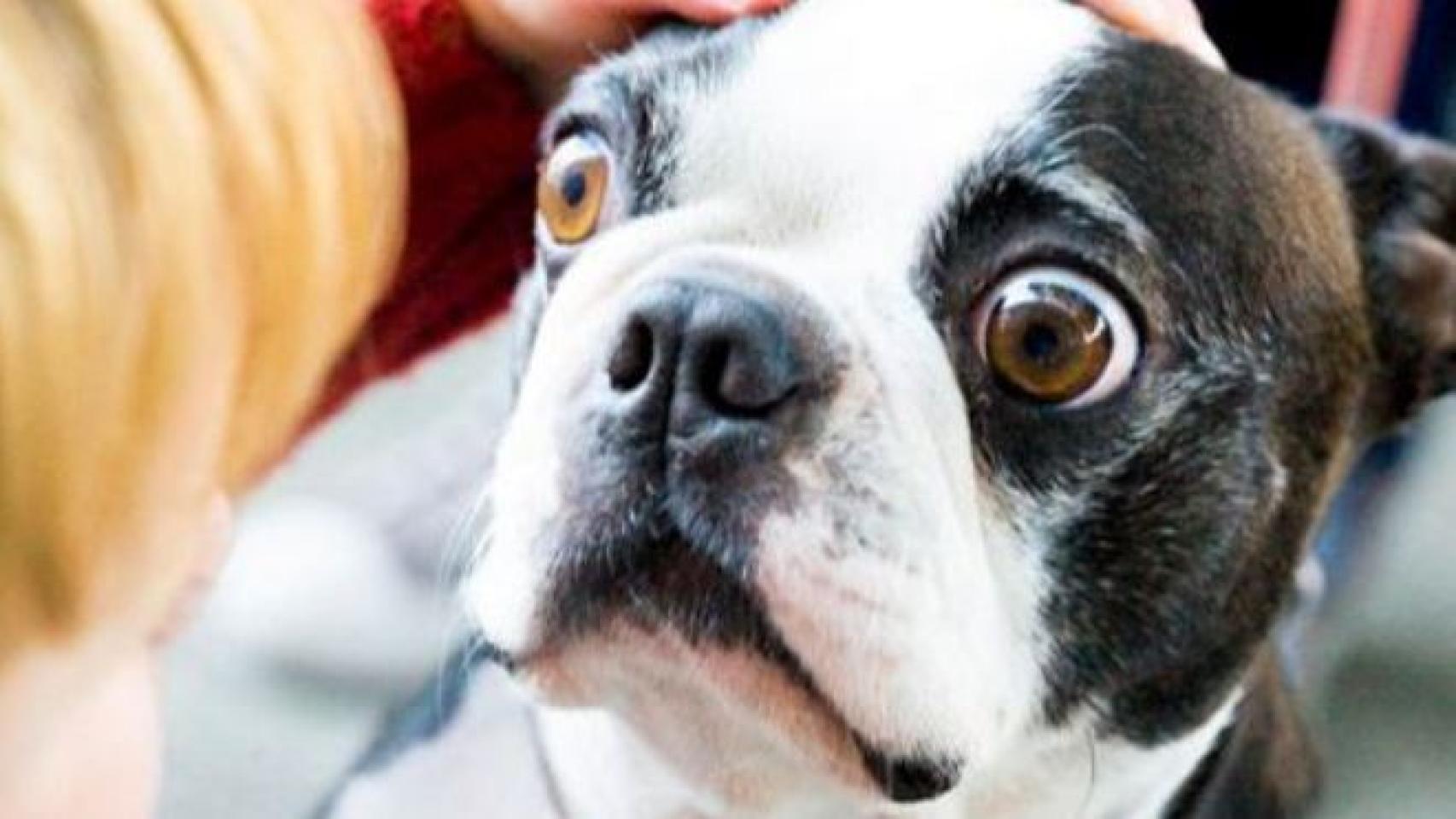 Los perros sufren ansiedad al pasar más tiempo solos con la vuelta a la normalidad