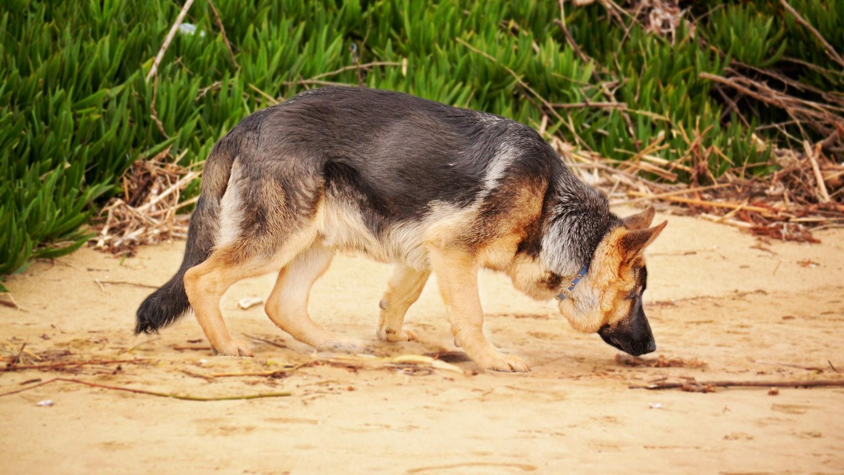 ¿Los perros saben la hora que es por su olfato?