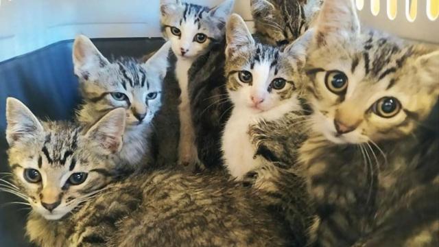 El Refuxio de Bando cerca de Santiago recibe decenas de gatos y pide ayuda a la ciudadanía