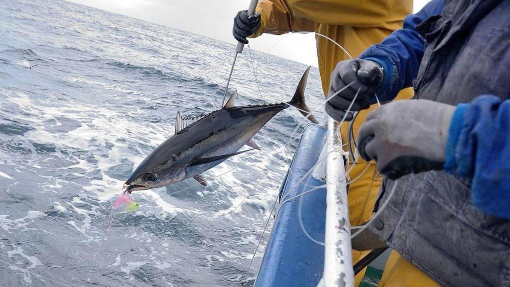 La captura del bonito.