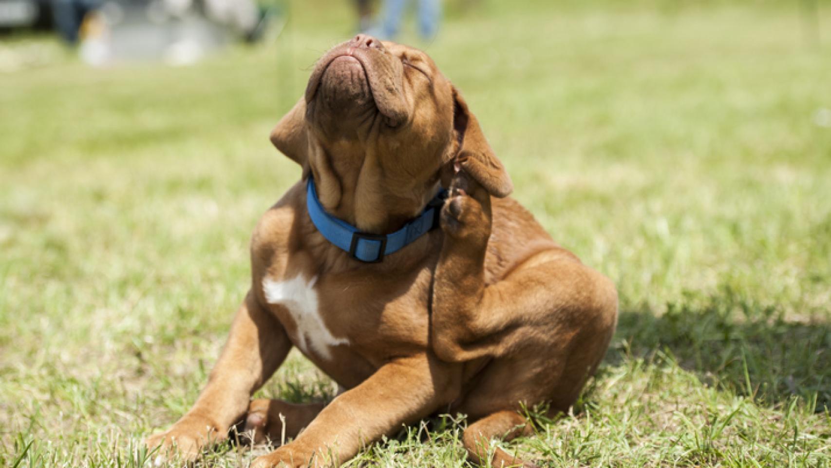 Mi perro se rasca mucho, ¿por qué?