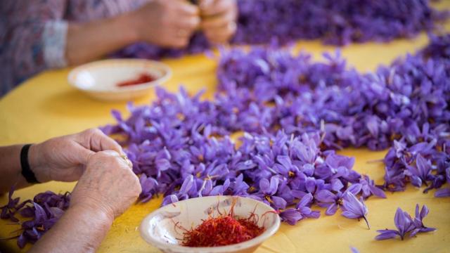 Azafrán de La Mancha. Imagen de archivo
