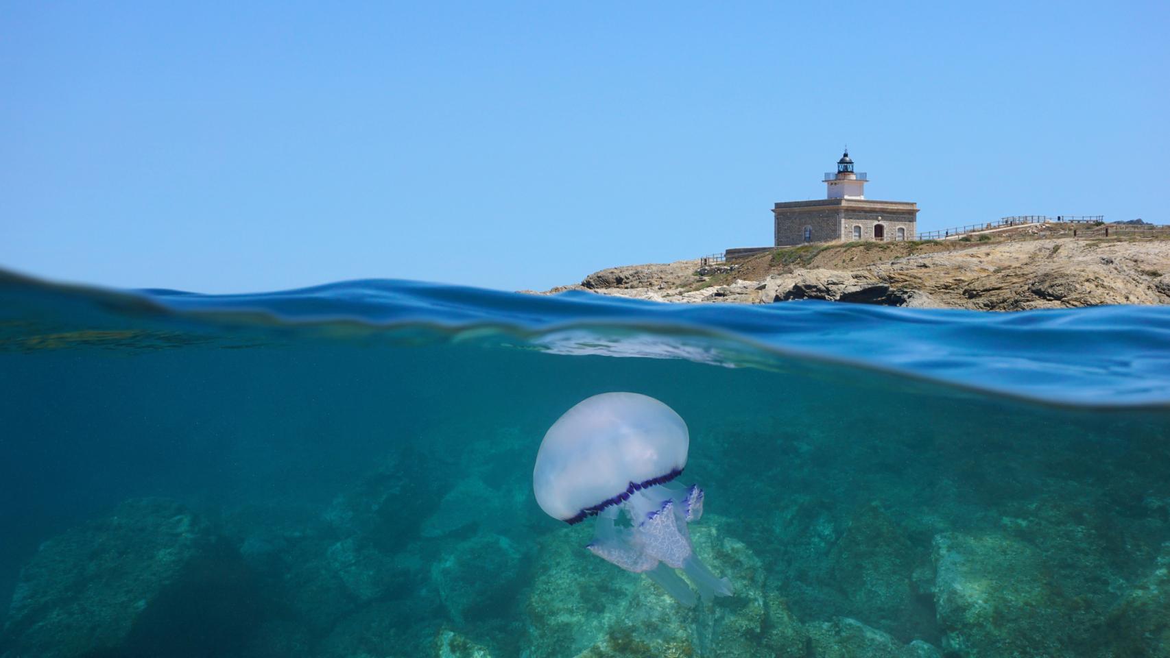 Medusas en las costas españolas.