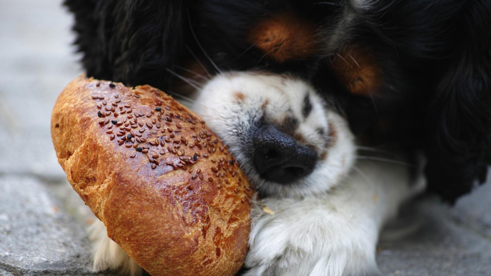Estos son los alimentos más saludables para un perro