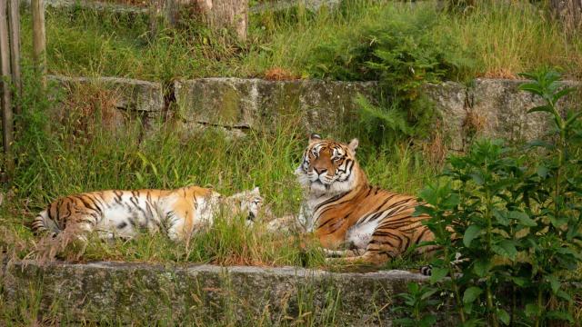 Denuncian las muertes no naturales de varios animales en Vigozoo