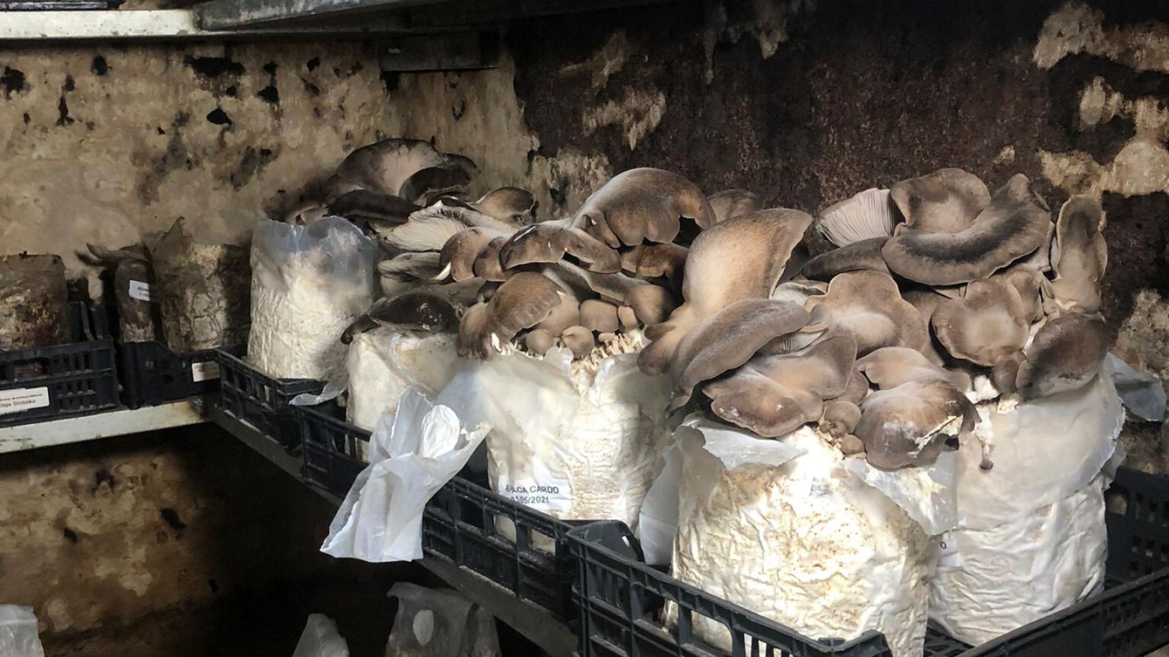 Cultivo de setas en el interior de la bodega 1
