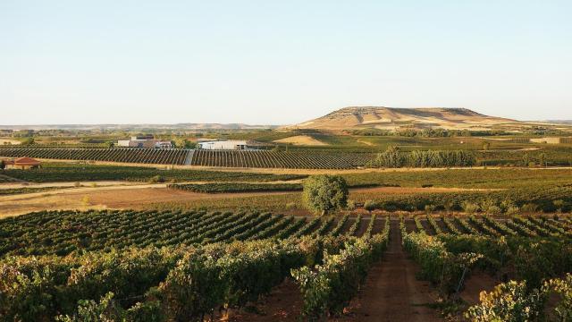Pago de Capellanes, O Luar do Sil y el retorno del emigrante