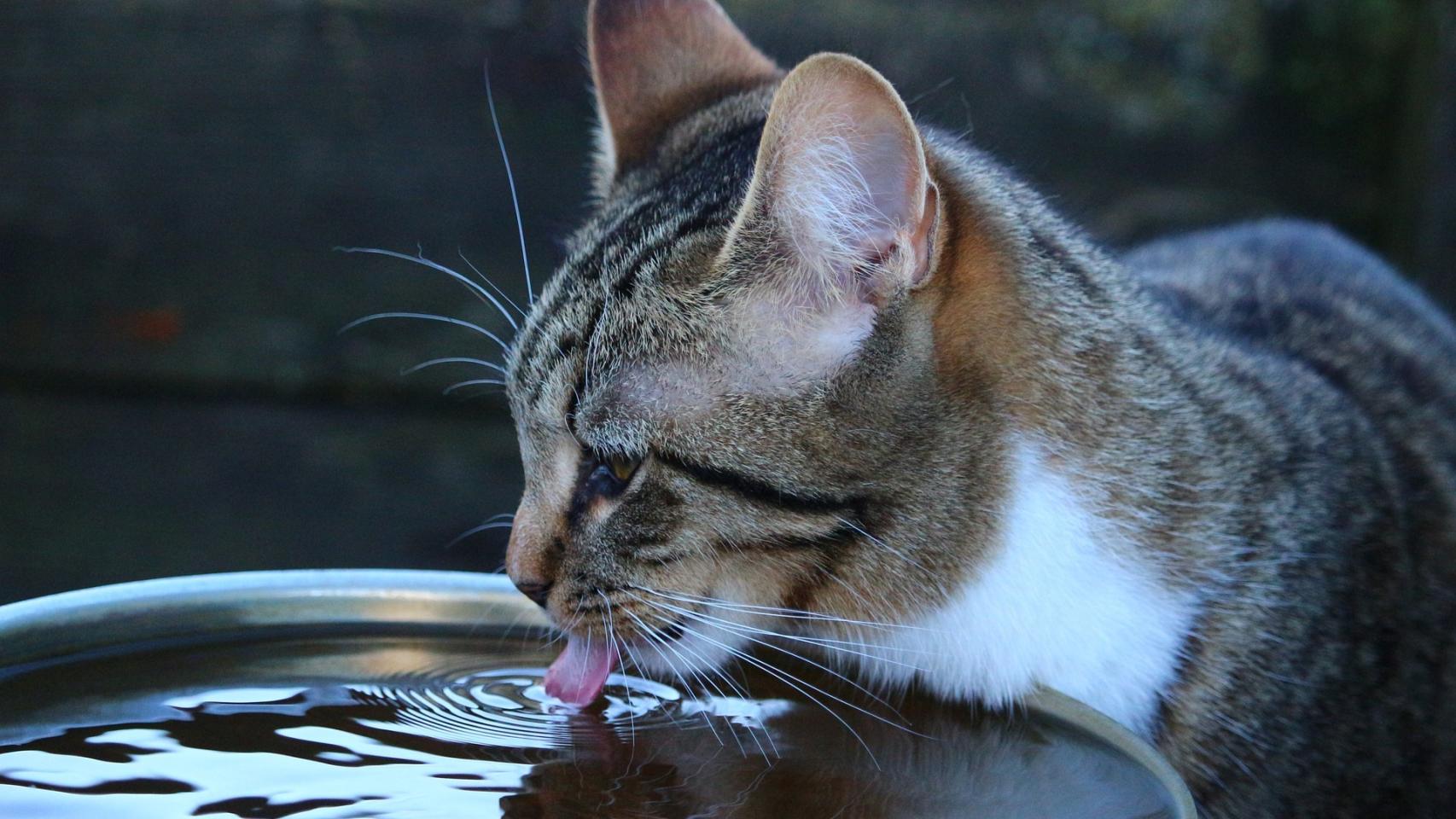 ¿Cómo refrescar a un gato?