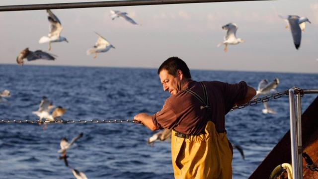 La ONG SEO/BirdLife inaugura en Ribeira (A Coruña) una muestra sobre las aves en el mar