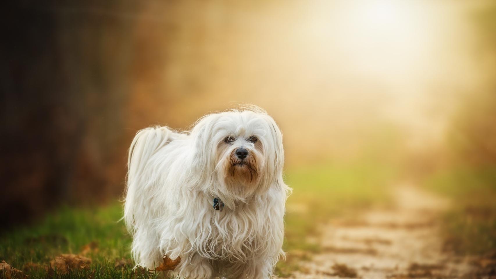 ¿Hay que cortarles el pelo a los perros en verano?